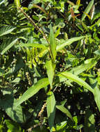 Sivun Persicaria glabra (Willd.) Gomez de la Maza kuva