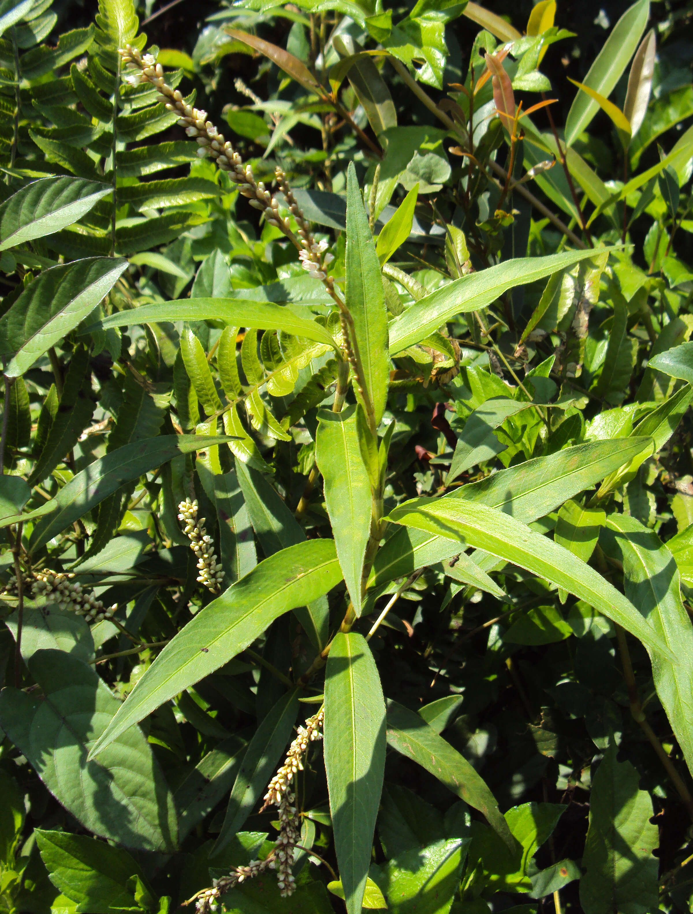 Sivun Persicaria glabra (Willd.) Gomez de la Maza kuva