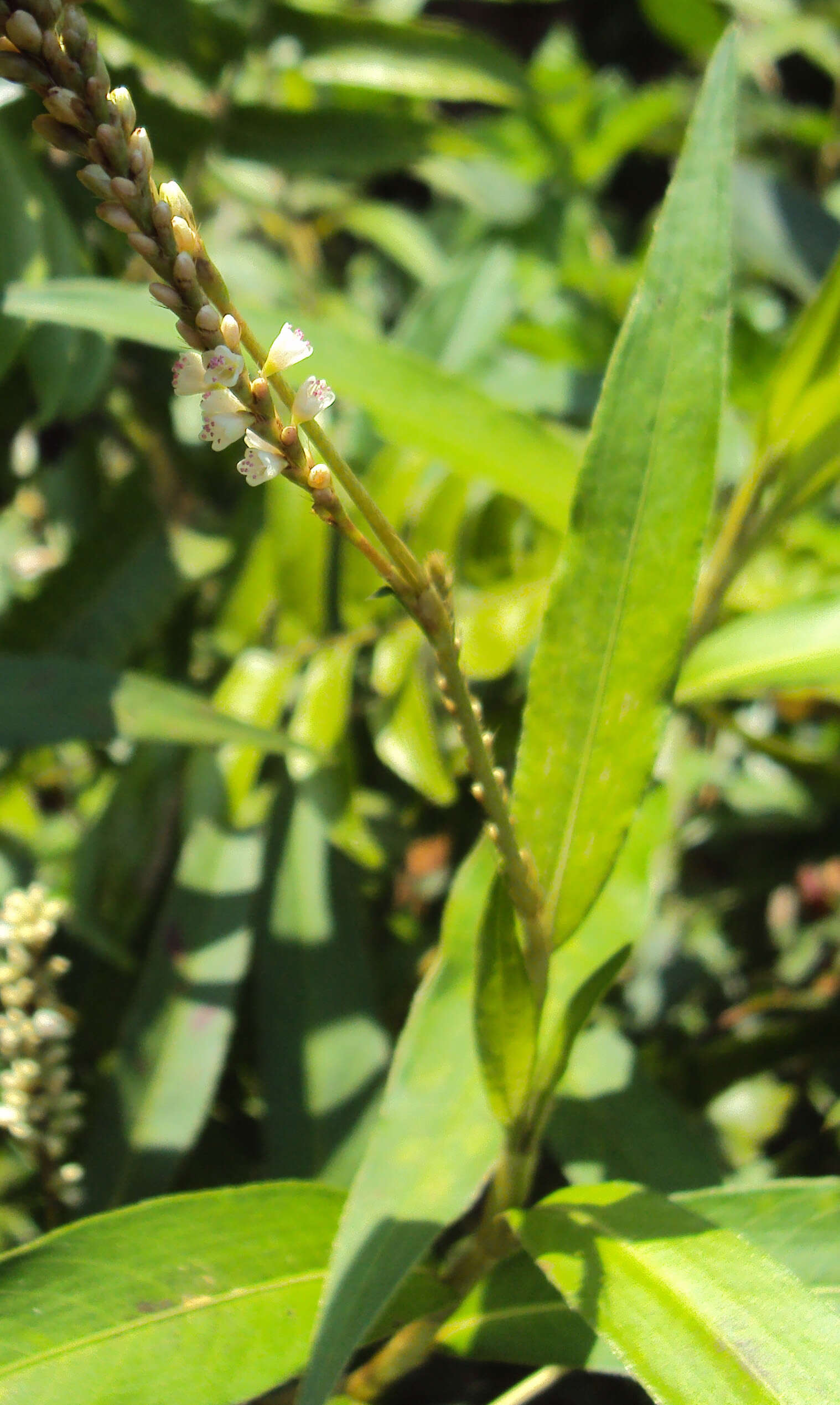 Image of Smooth Smartweed