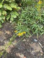 Image of longleaf sunflower