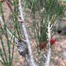 Image of Allocasuarina duncanii L. A. S. Johnson & D. I. Morris