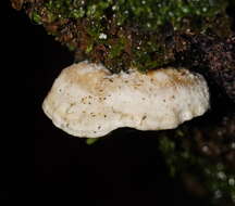 Image de Cyanosporus subcaesius