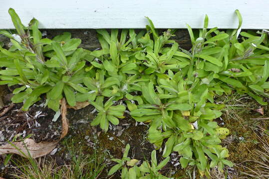 Imagem de Gamochaeta purpurea (L.) Cabrera