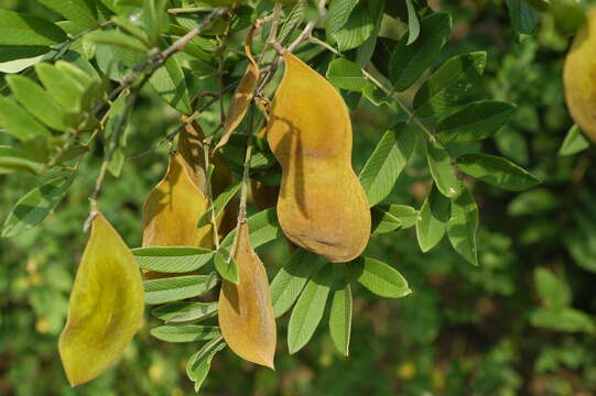 Image of Lonchocarpus eriocarinalis Micheli