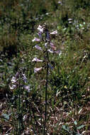 Imagem de Salvia lyrata L.