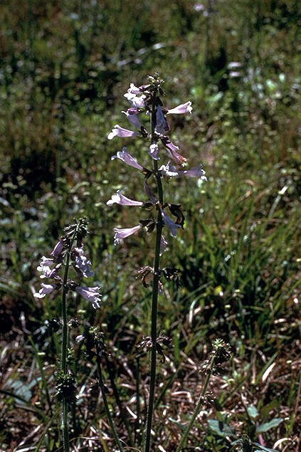 Imagem de Salvia lyrata L.