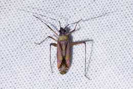 Image of Phytocoris roseus (Uhler 1894)