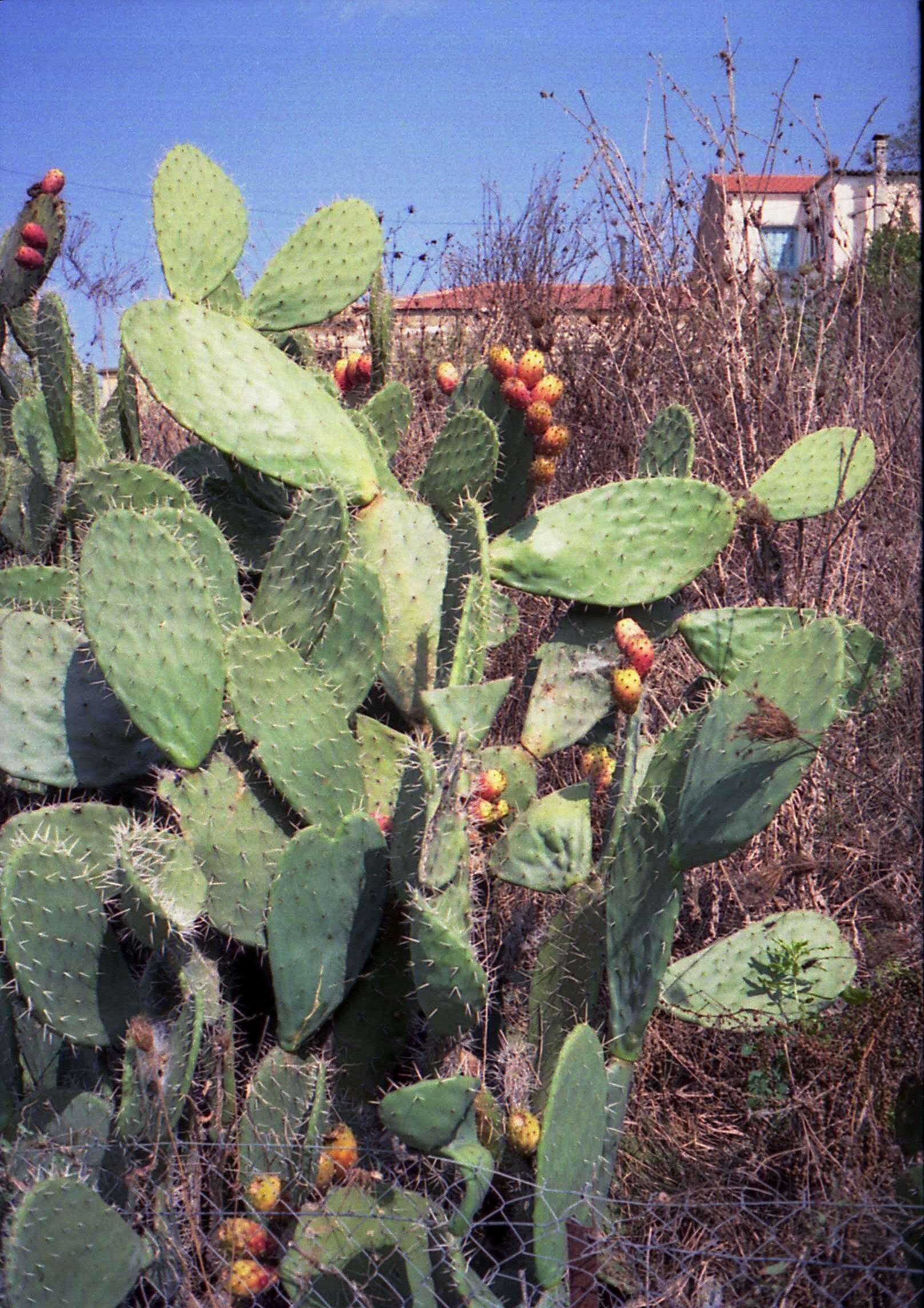 Imagem de Opuntia ficus-indica (L.) Mill.