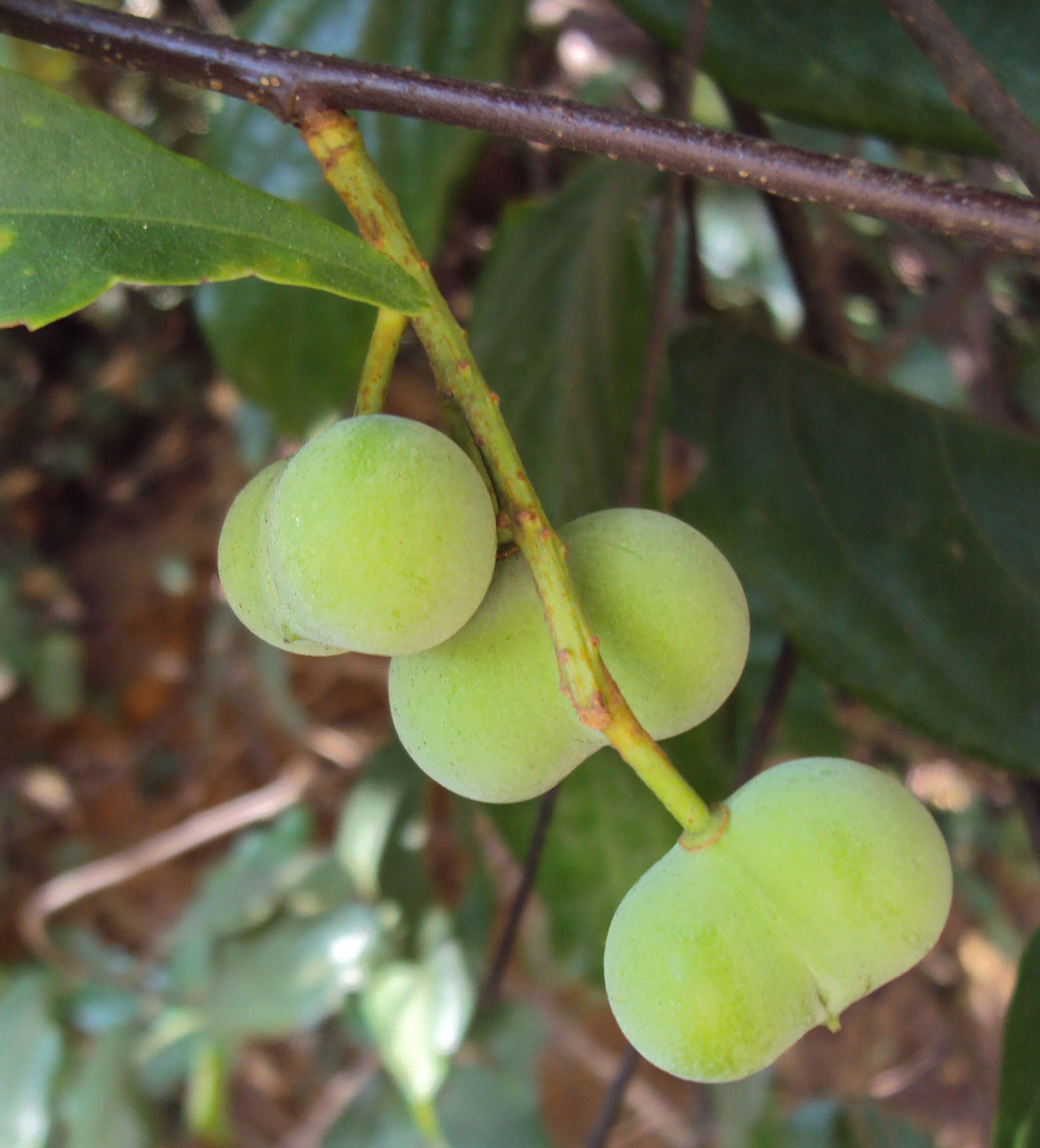 Image of Pygeum ceylanicum Gaertn.