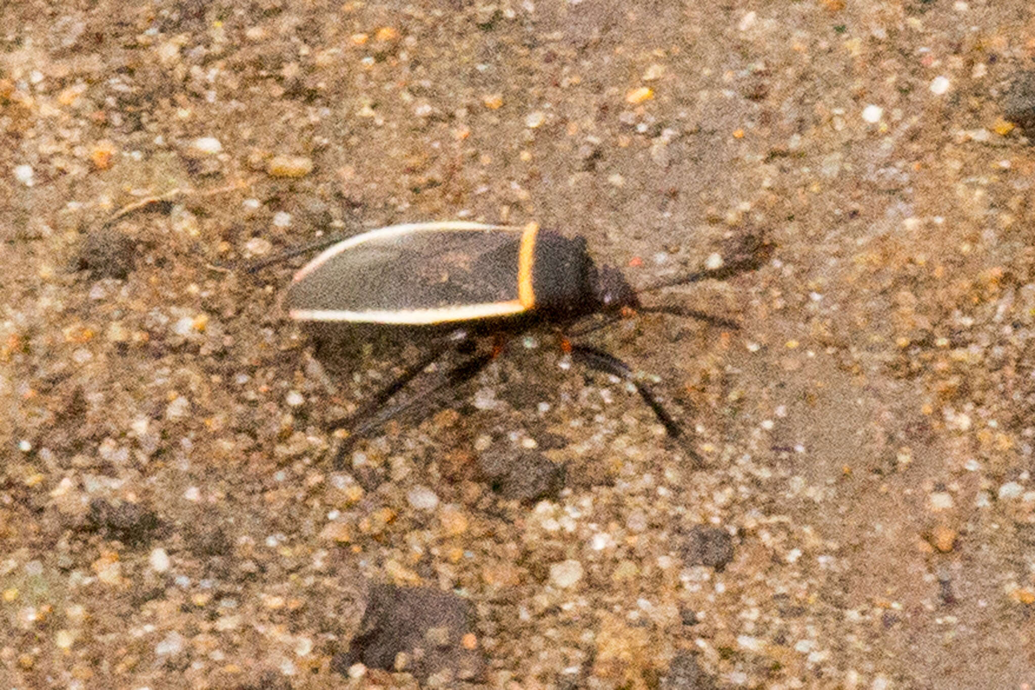 Largus californicus (Van Duzee 1923)的圖片