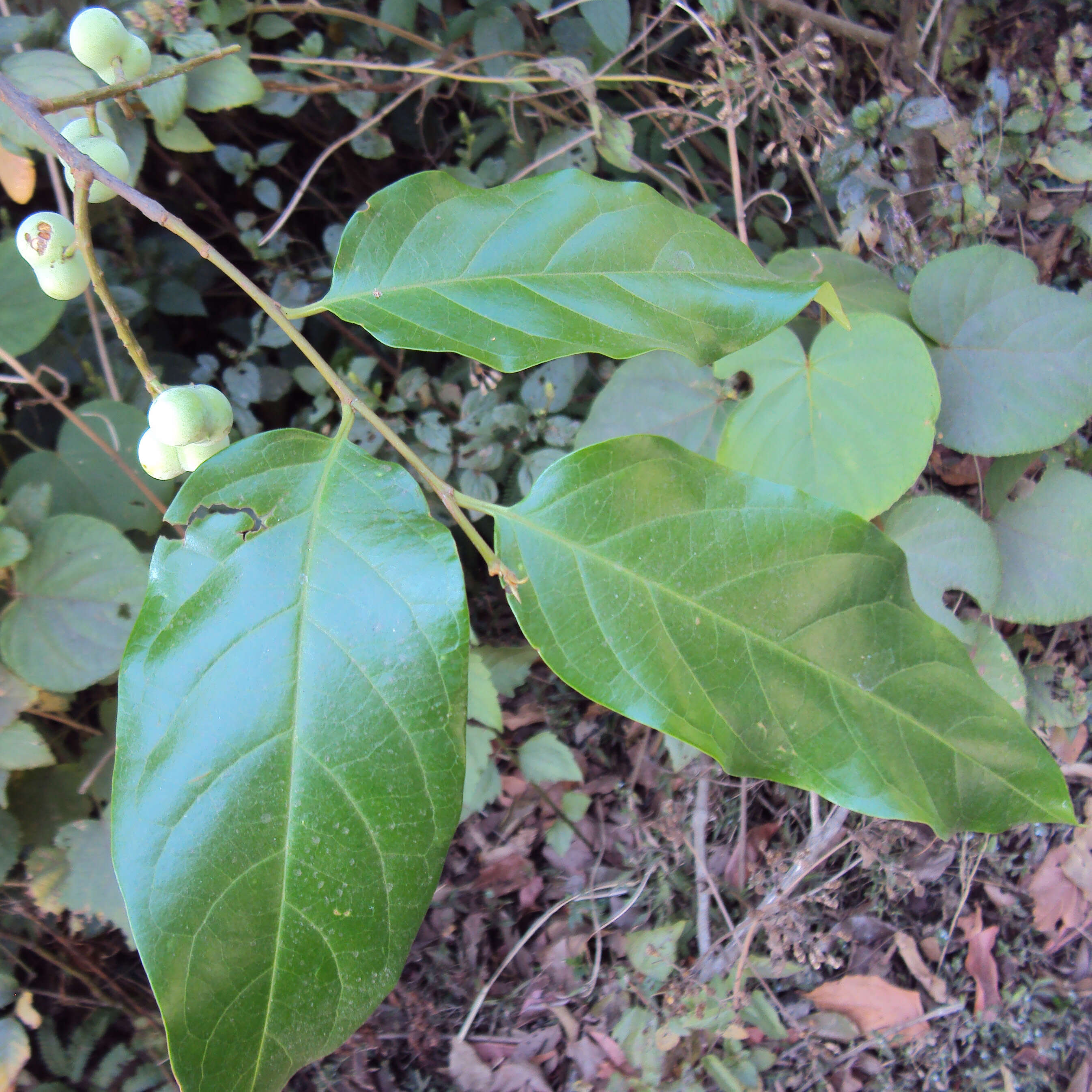 Image of Pygeum ceylanicum Gaertn.