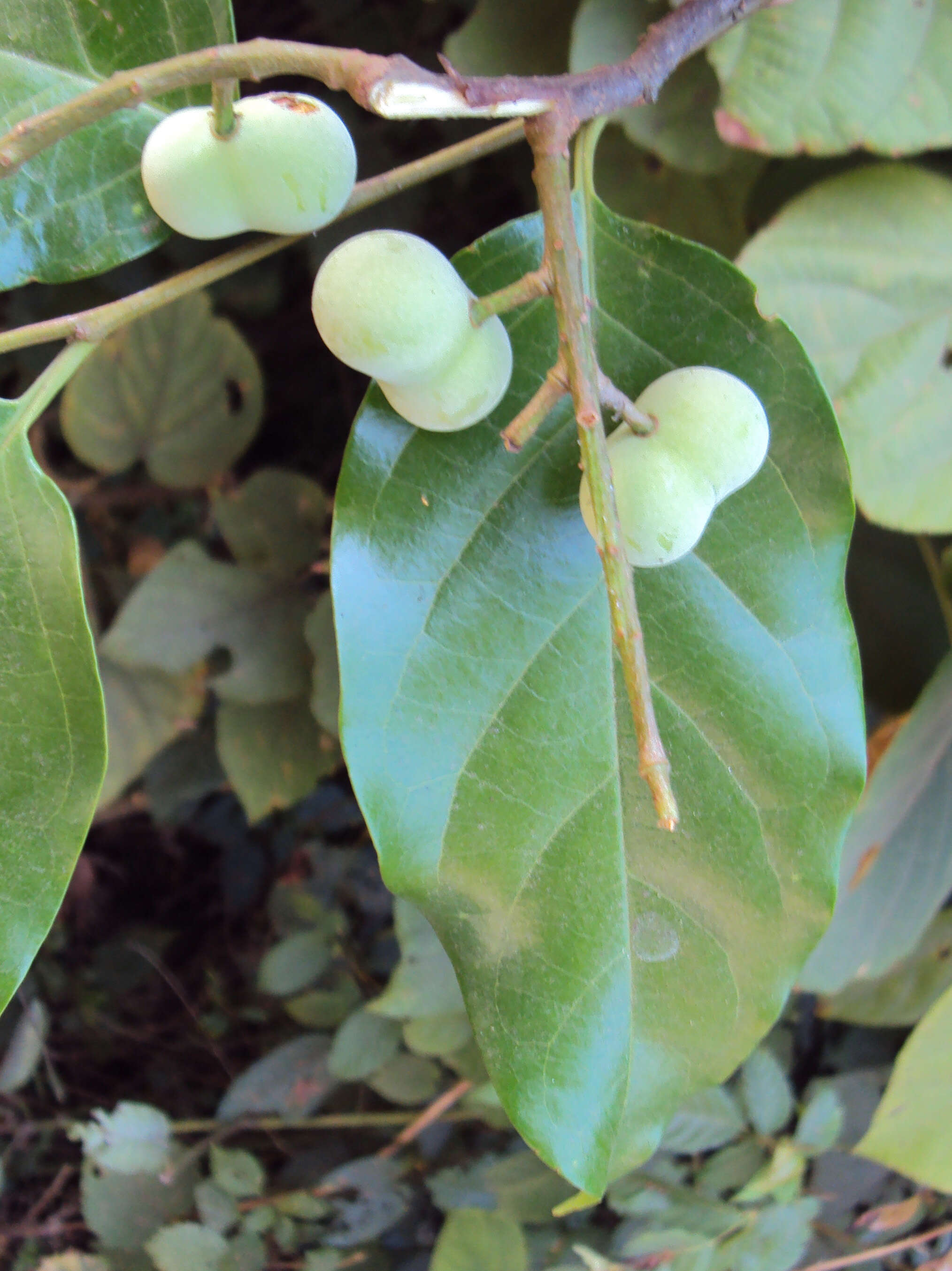 Image of Pygeum ceylanicum Gaertn.