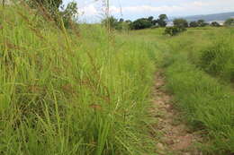 Sivun Sorghum nitidum (Vahl) Pers. kuva