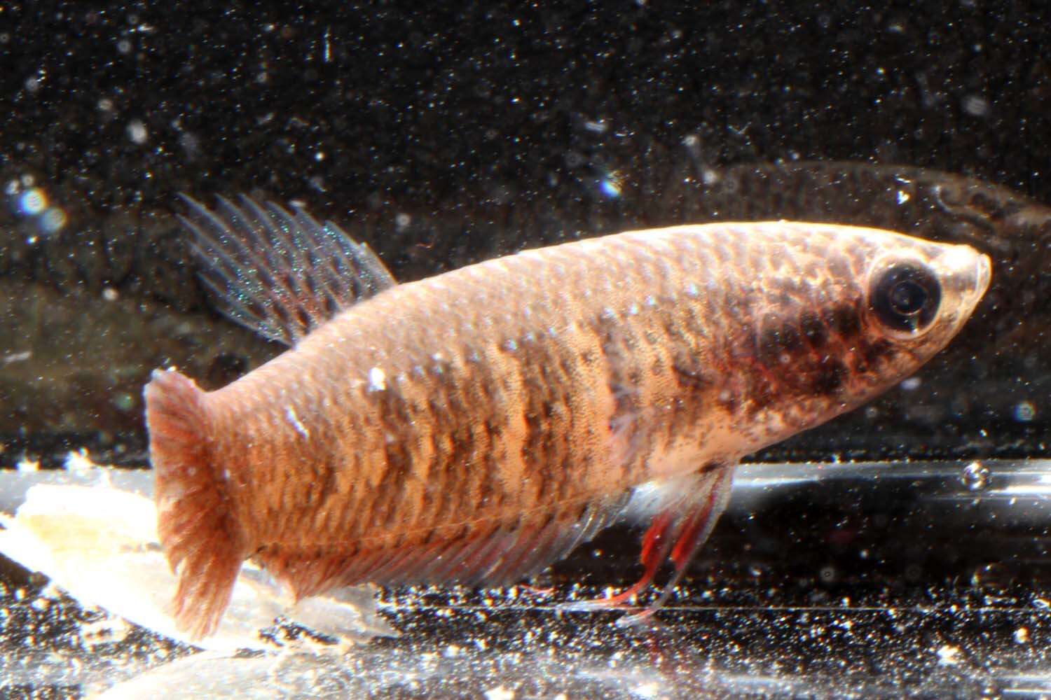 Image of Betta siamorientalis Kowasupat, Panijpan, Ruenwongsa & Jeenthong 2012