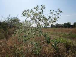 Eryngium campestre L. resmi