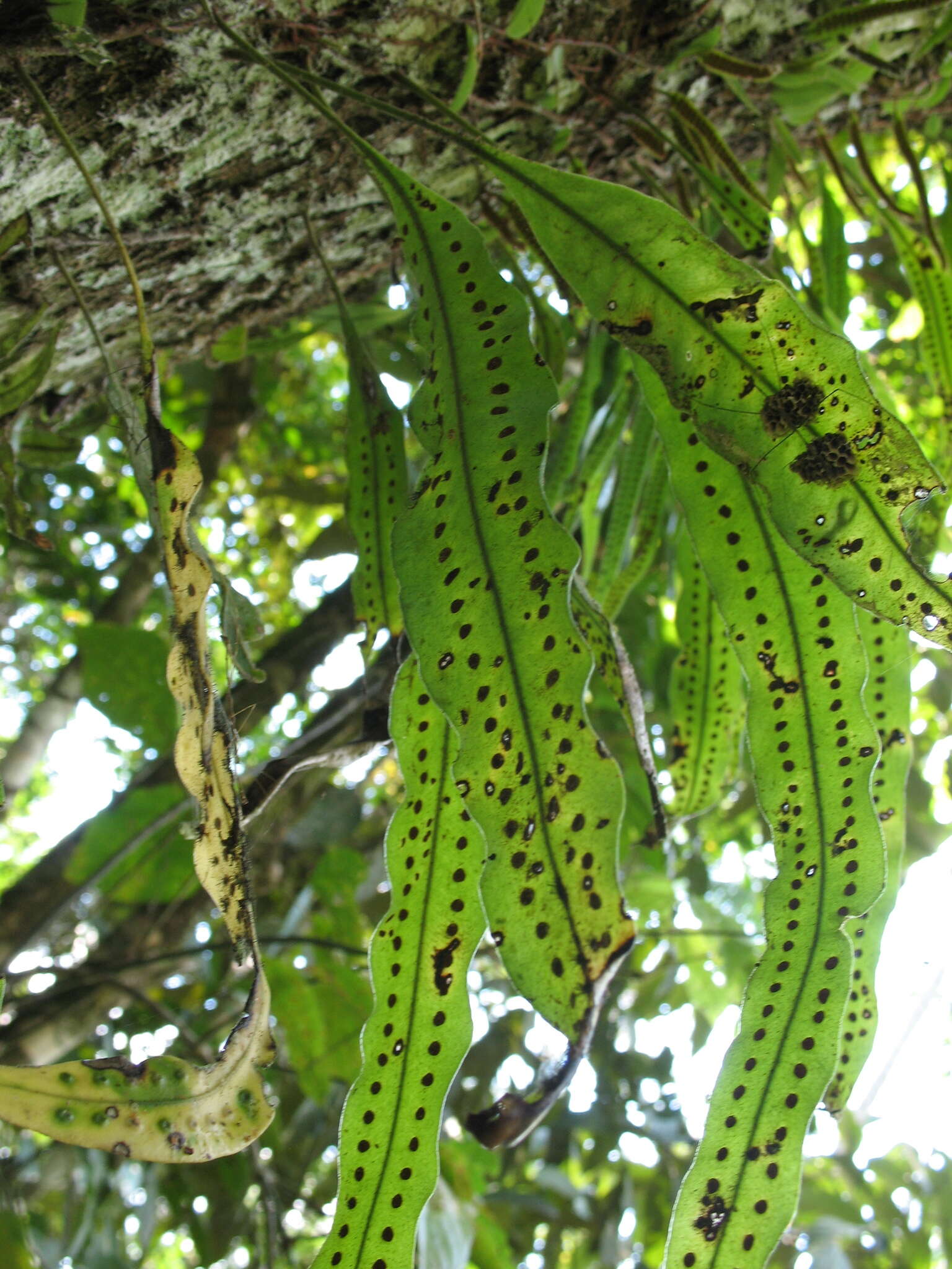 Image of Microgramma percussa (Cav.) Sota