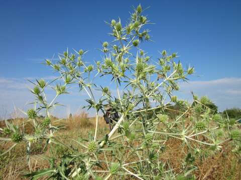 Image de chardon roulant