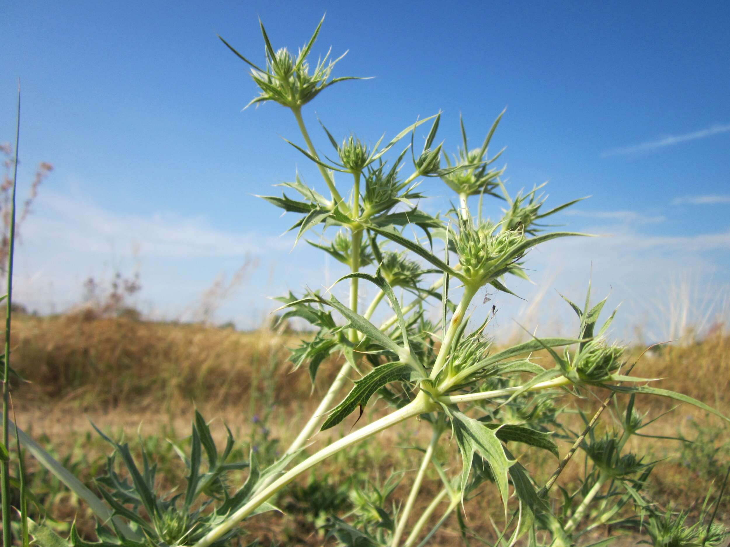 Image de chardon roulant