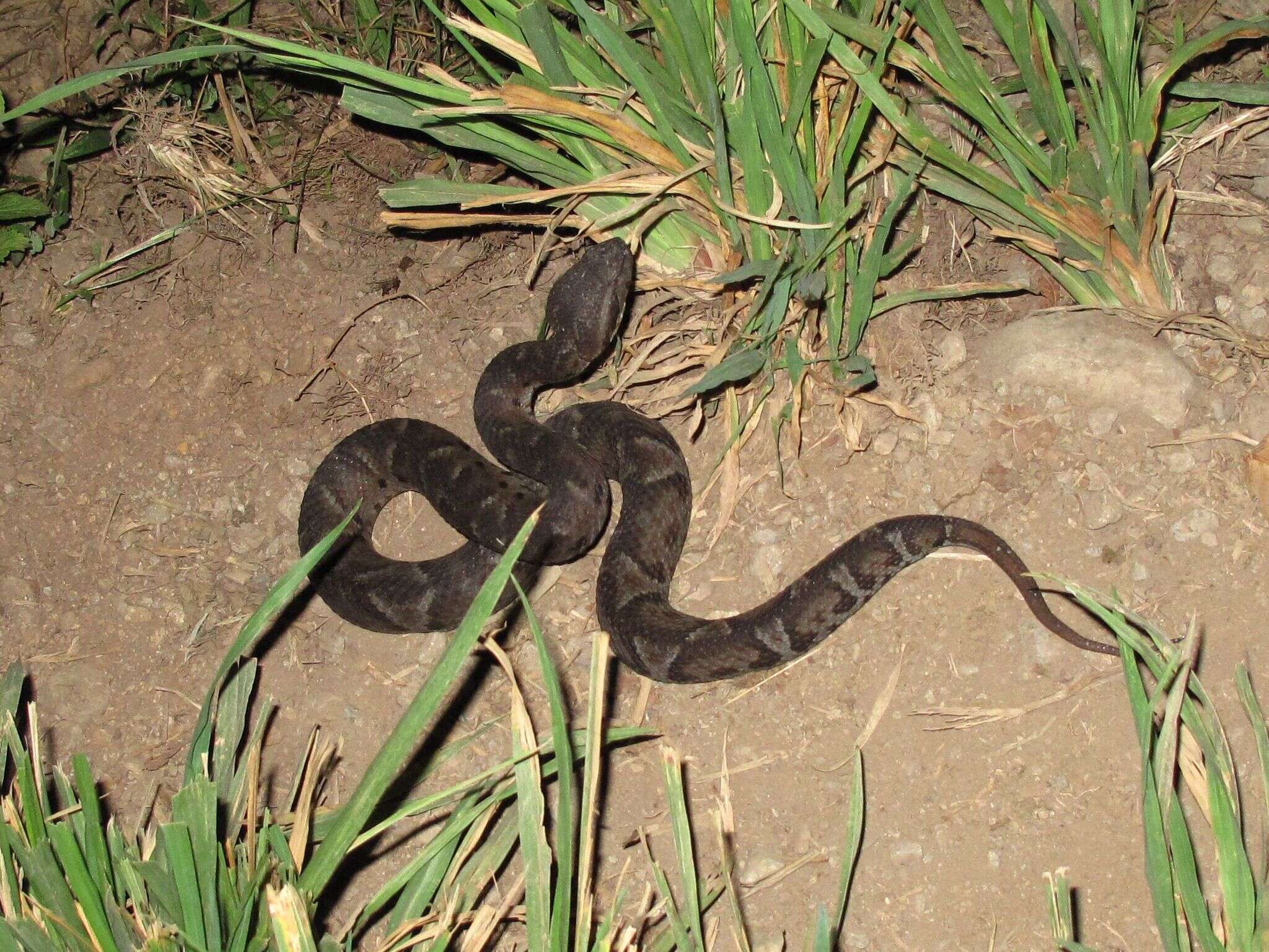 Bothrocophias campbelli (Freire-Lascano 1991) resmi