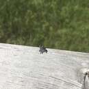 Image of Phidippus borealis Banks 1895