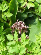 Image of common milkweed