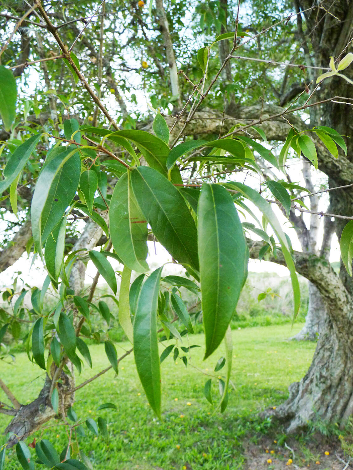 Imagem de Eugenia myrcianthes Niedenzu