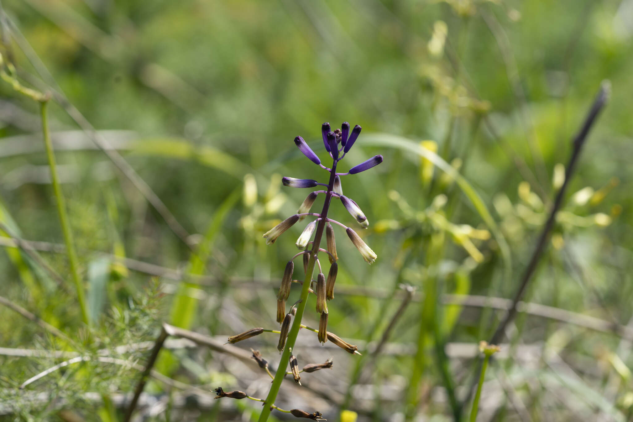 Image of Bellevalia trifoliata (Ten.) Kunth