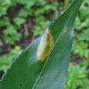 Plancia ëd Phyllonorycter quinqueguttella (Stainton 1851)