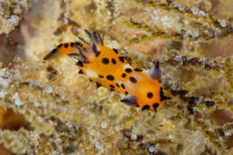 Image of Polycera abei (Baba 1960)