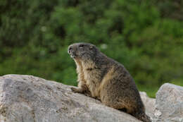 Image of Marmot