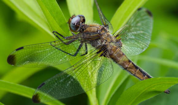 Image of Blue Chaser