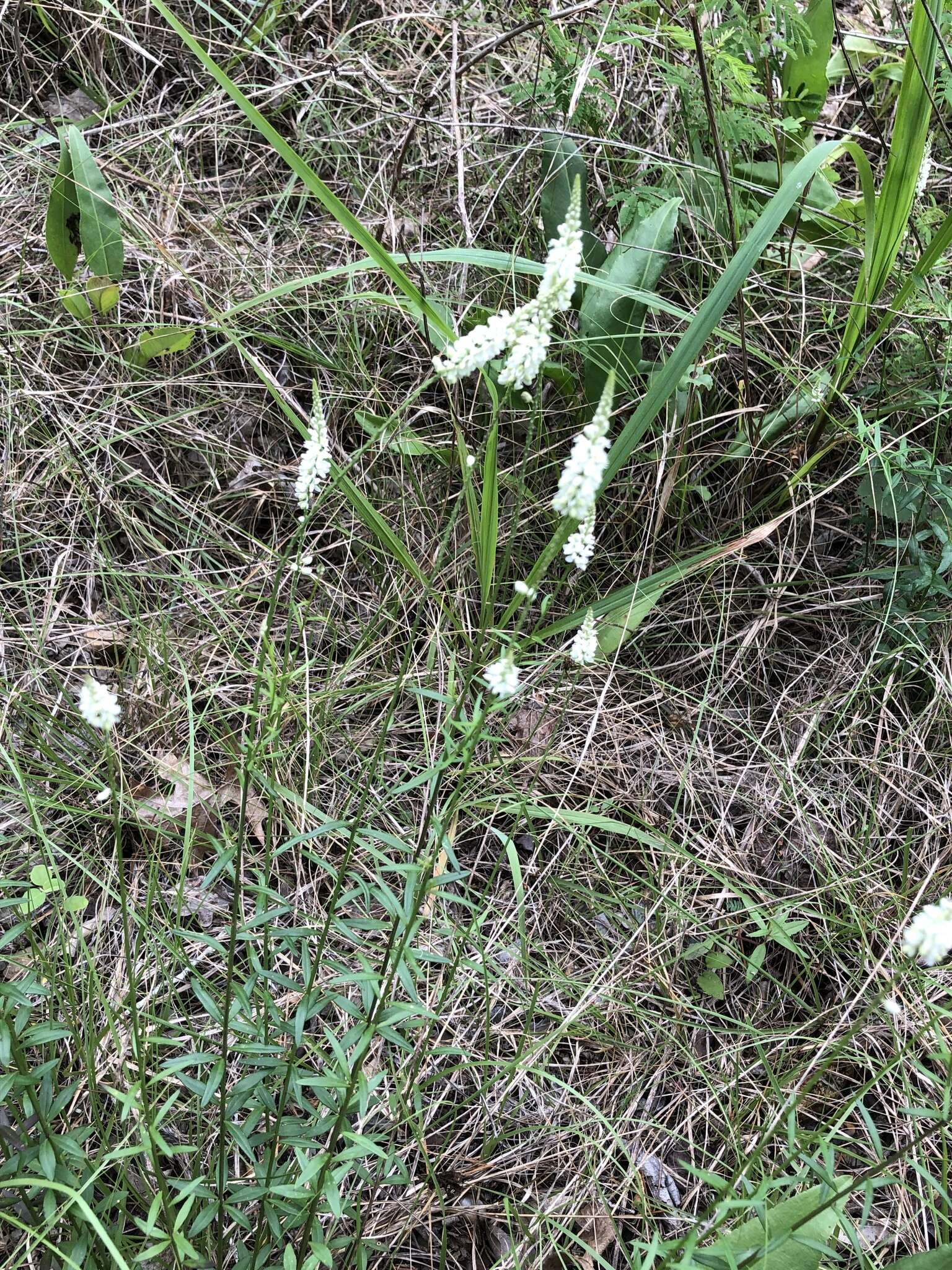 Polygala boykinii Nutt.的圖片