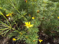 Image of whorled tickseed