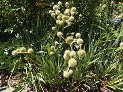 Imagem de Eryngium yuccifolium Michx.