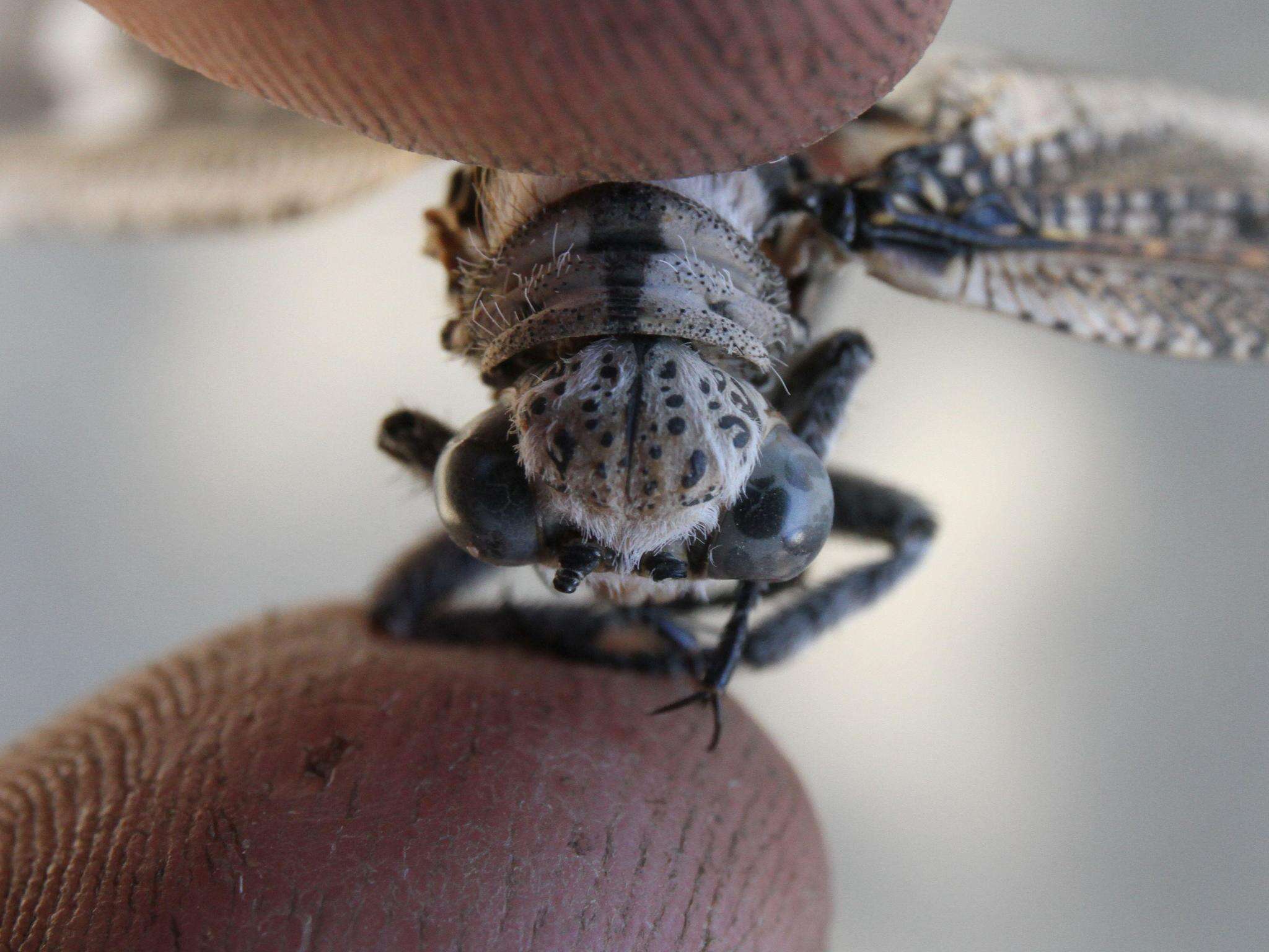 Слика од Crambomorphus namibicus Mansell 2018