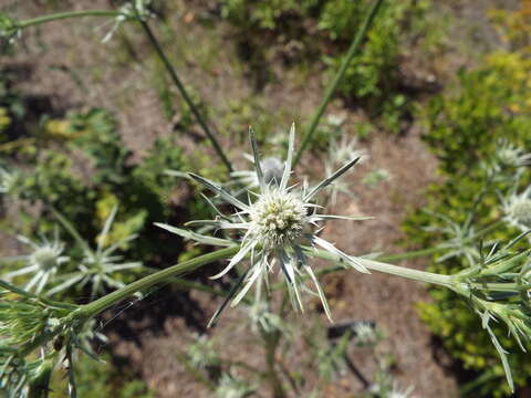 Eryngium integrifolium Walt. resmi