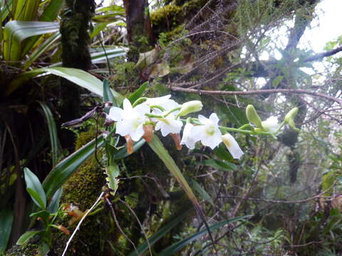 Beclardia macrostachya (Thouars) A. Rich. resmi