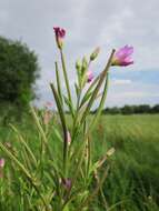 Image of Great Willowherb