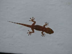 Image of Sierra Leone Wall Gecko