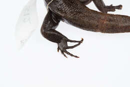 Image of Falla's Skink