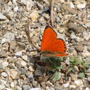 Image of Lycaena thetis Klug 1834