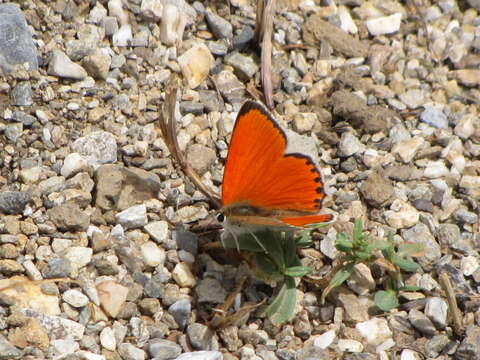 Image of Lycaena thetis Klug 1834