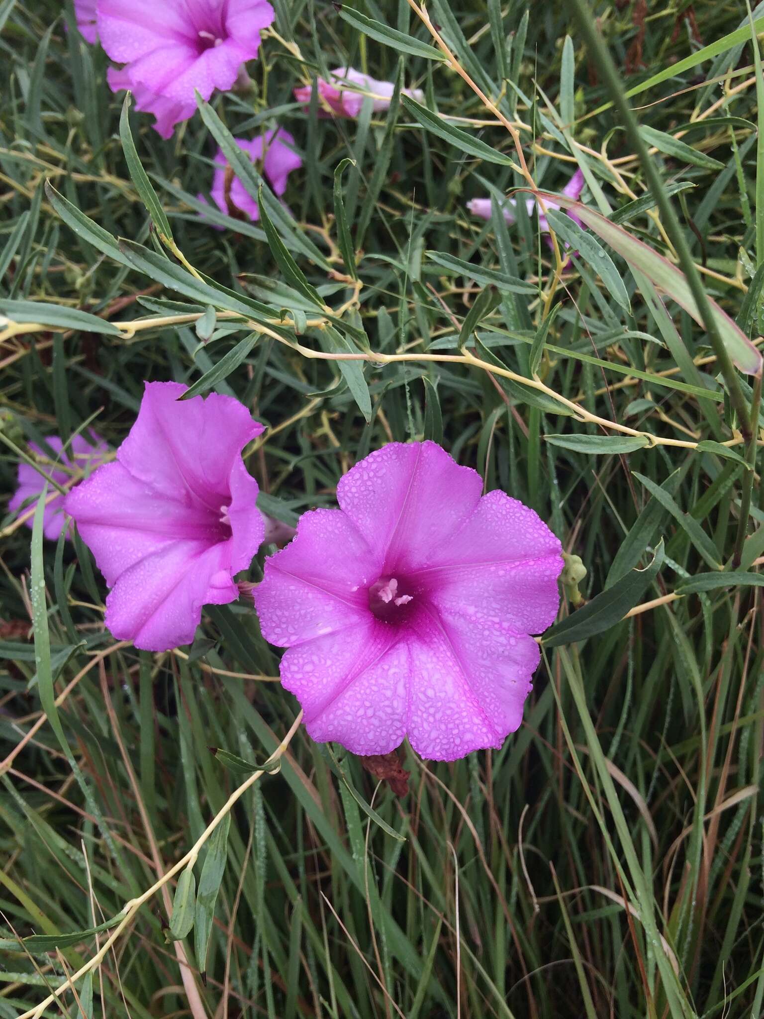 Ipomoea leptophylla Torr.的圖片