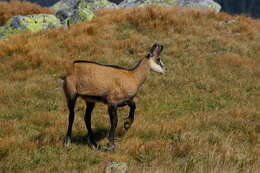 صورة Rupicapra rupicapra tatrica Blahout 1971