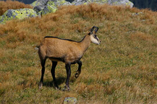 Image of Tatra chamois