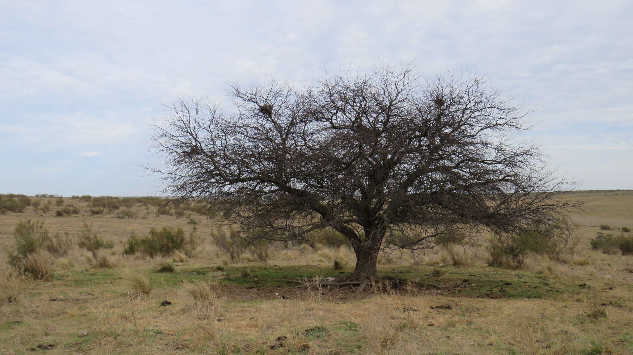 Image of Mesquite