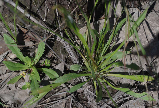 Image of Goodenia purpurascens R. Br.