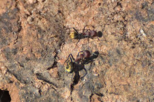 Image of Camponotus vestitus bombycinus Santschi 1930