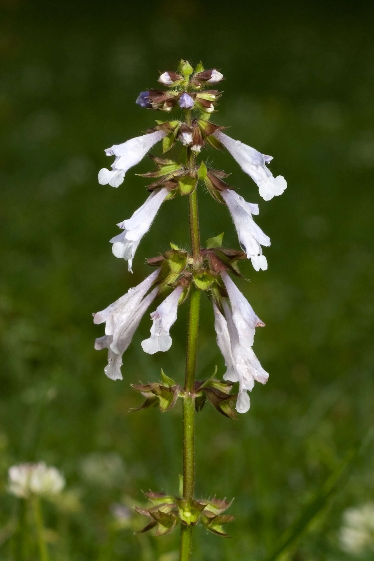 Imagem de Salvia lyrata L.