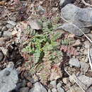 Image de Acaena pinnatifida Ruiz & Pav.